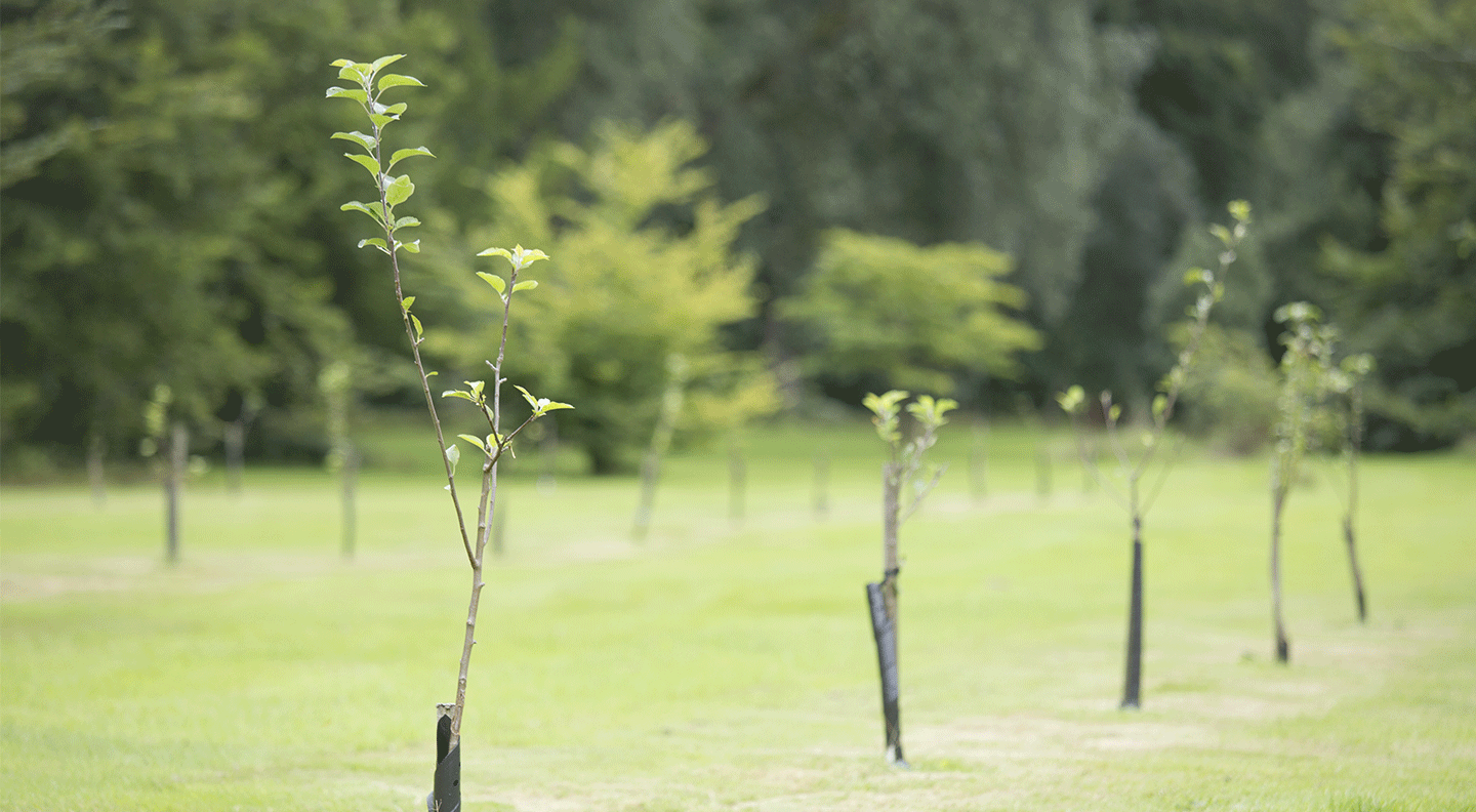 Newly planted trees in a row