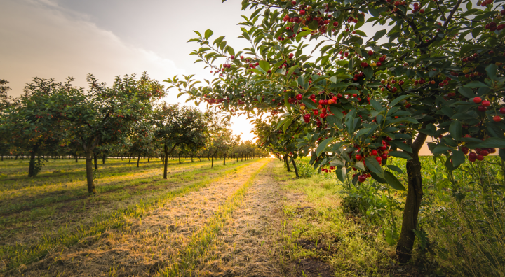 ripening cherries on orchard tree