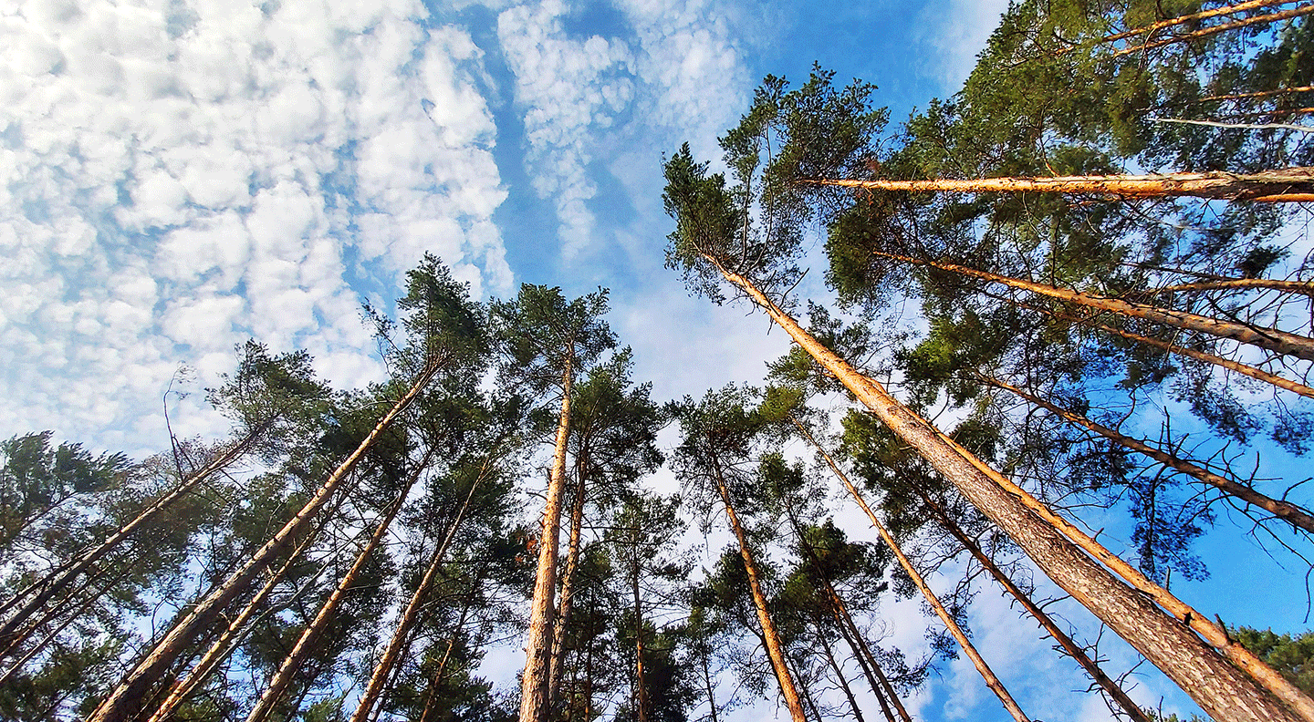 tree-tops-against-blue-sky-pine